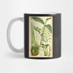 ZZ plant - botanical illustration Mug